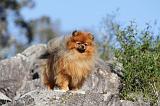 SPITZ ALLEMAND 157